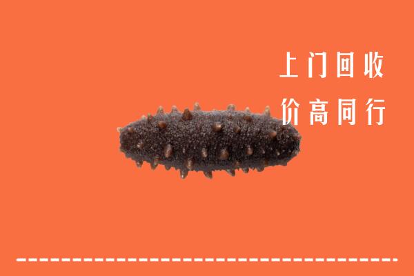 达尔罕茂明安联合旗回收海参