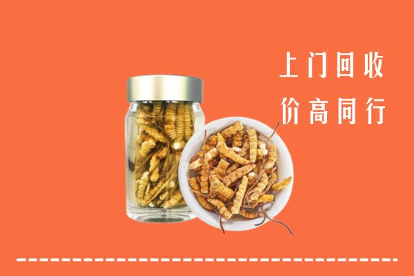 达尔罕茂明安联合旗回收冬虫夏草